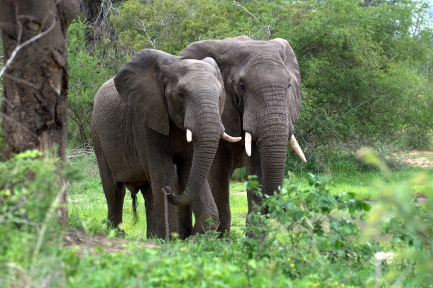 Elefante - Animais Mais Perigosos do Mundo