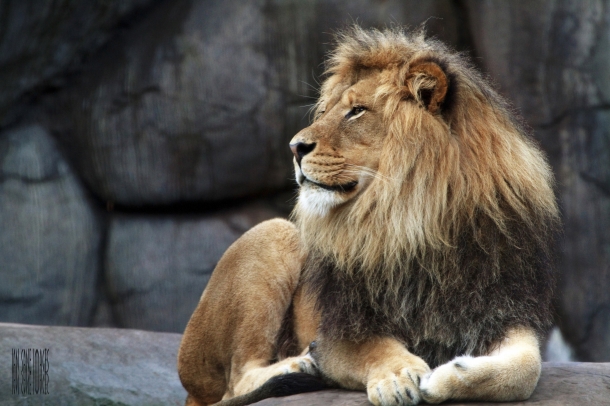 Leão Africano - Animais Mais Perigosos do Mundo