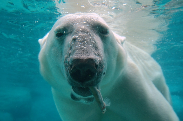 Urso Polar - Animais Mais Perigosos do Mundo